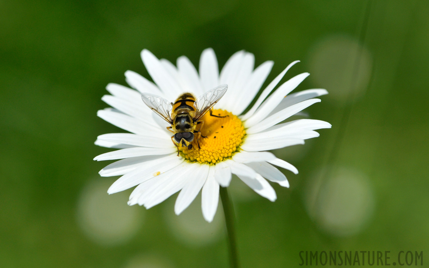 Syrphus ribesii [105 mm, 1/8000 sec at f / 8.0, ISO 1600]